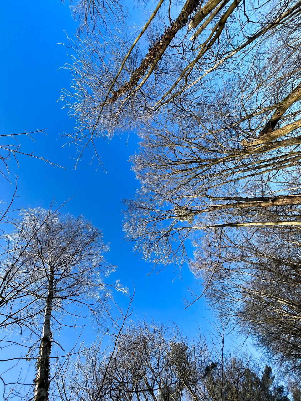 VERKAUFT-Waldgrundstück im beliebten Oberholz