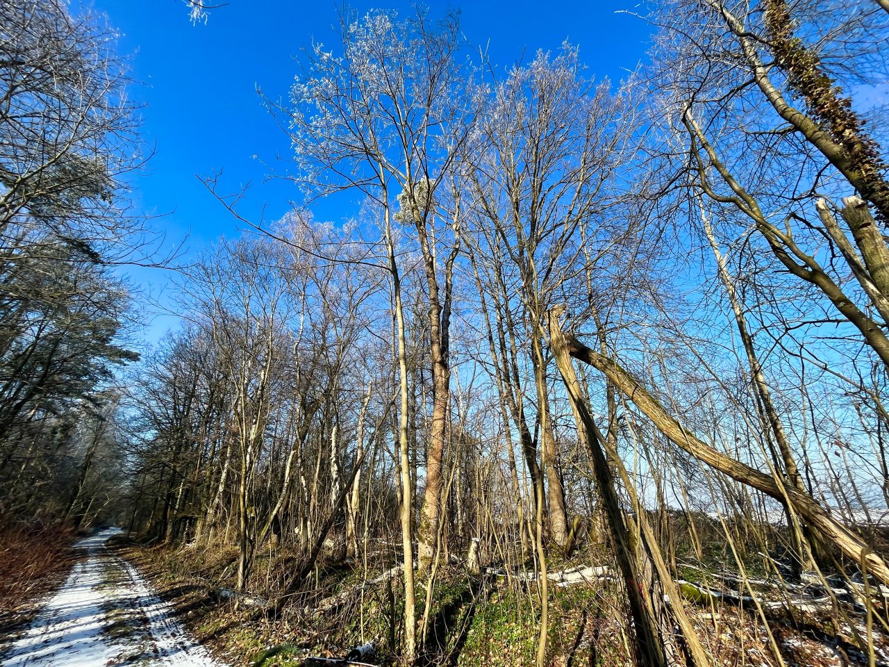 VERKAUFT-Waldgrundstück im beliebten Oberholz