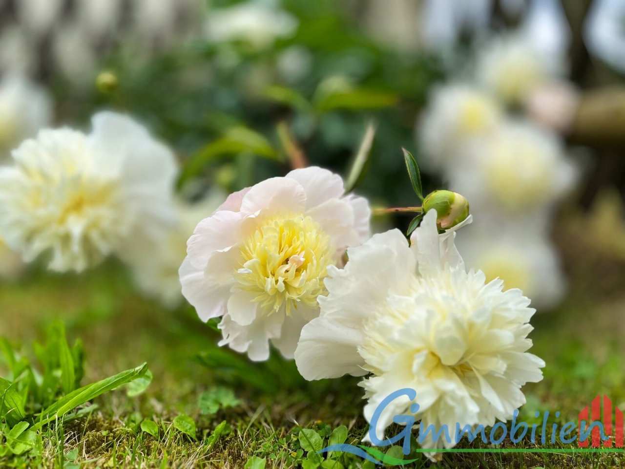 Blumen Blumen