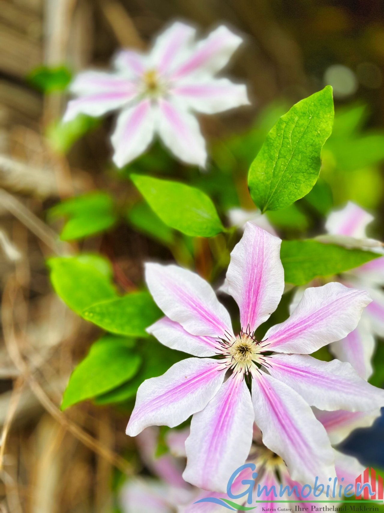 Blumen Blumen