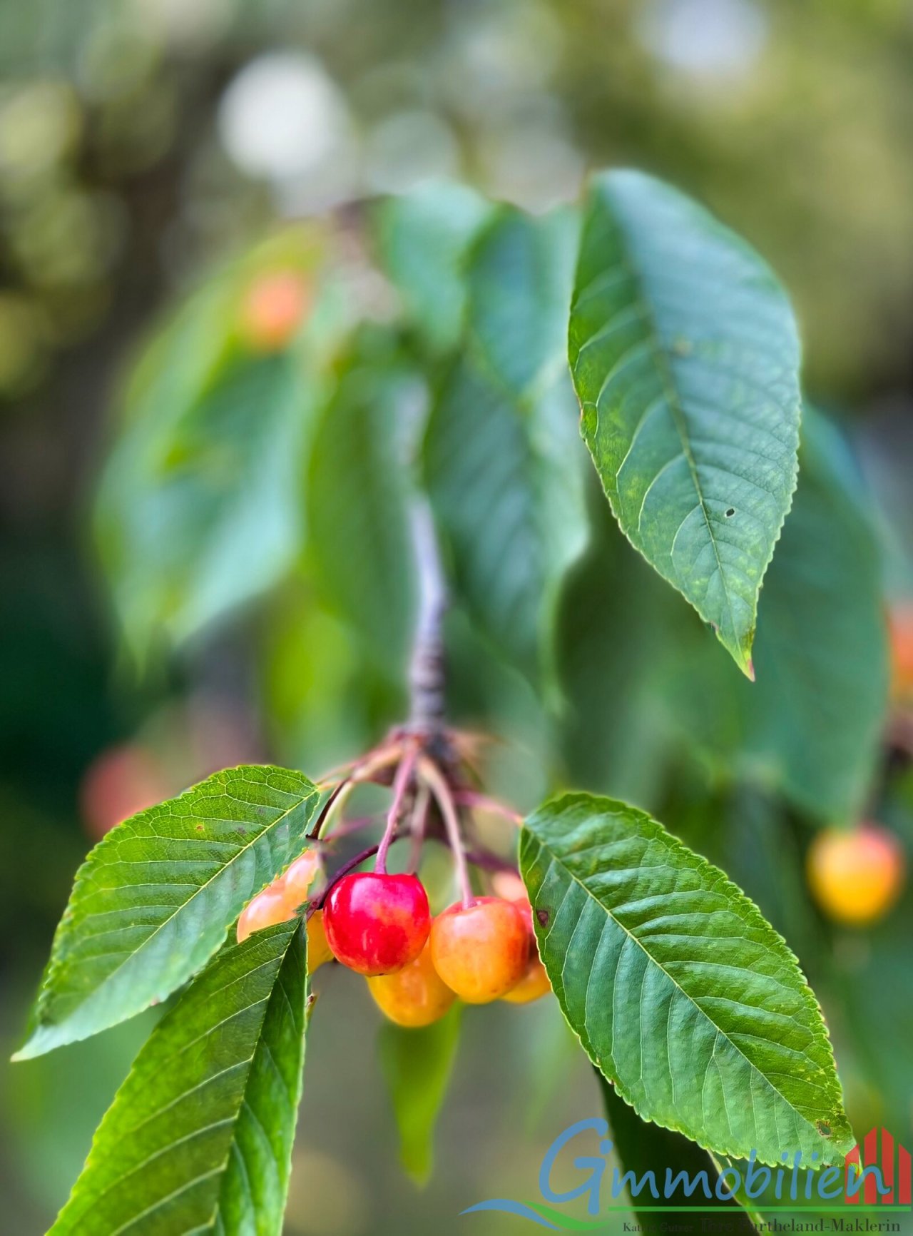 Kirschbaum Kirschbaum