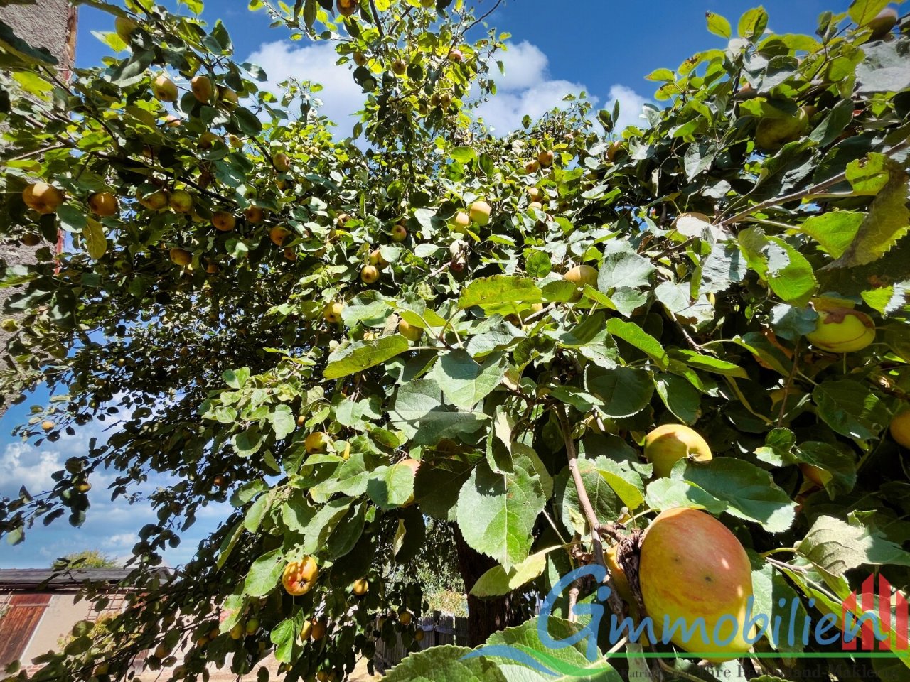 Apfelbaum Apfelbaum