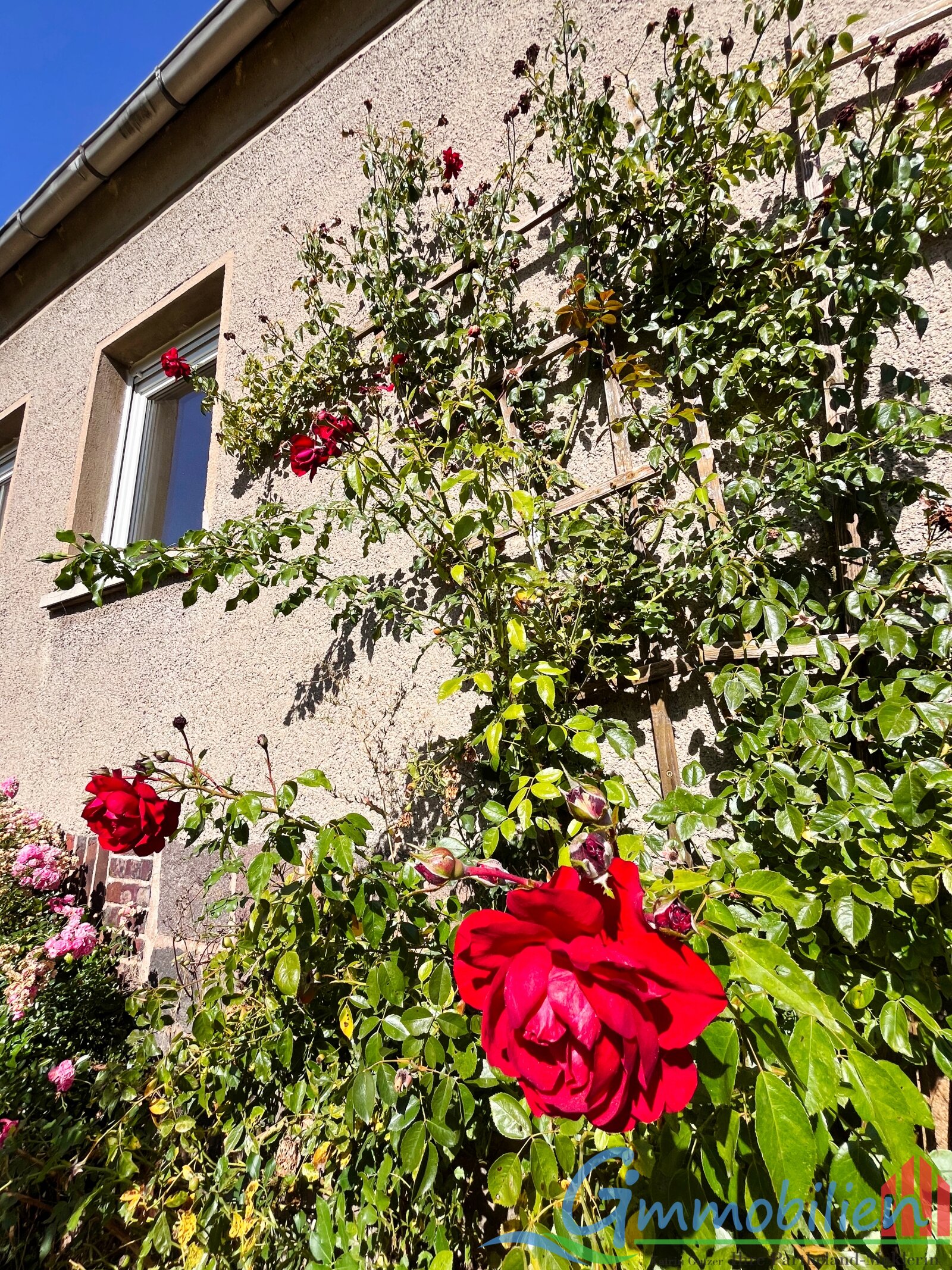 Rose am Haus Rose am Haus