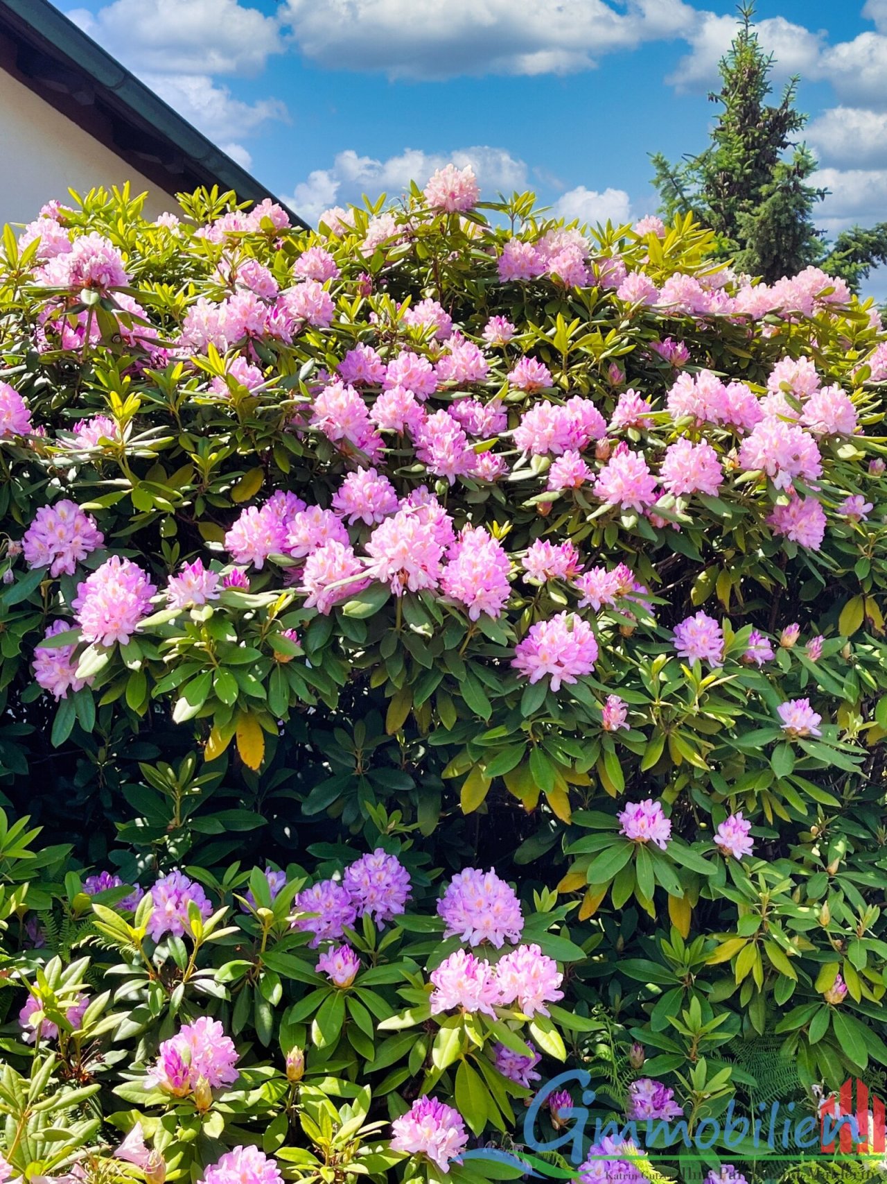 Rhododendron Rhododendron